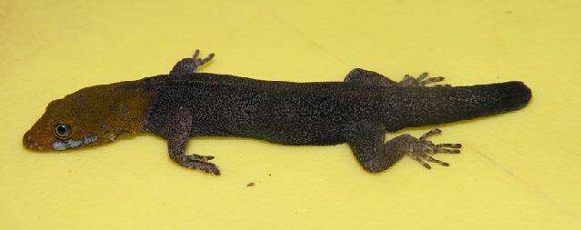 Image of Yellow-headed gecko