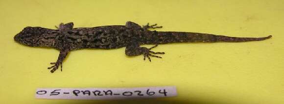 Image of geckos