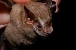 Image of pygmy fruit-eating bat