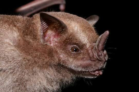 Image of Jamaican Fruit-eating Bat