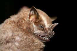 Image of Great Fruit-eating Bat