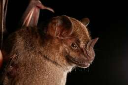 Image of Jamaican Fruit-eating Bat