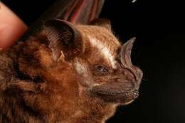 Image of Great Fruit-eating Bat