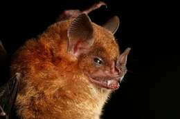 Image of Little Yellow-shouldered Bat