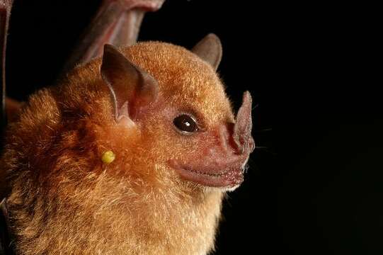 Image of Little Yellow-shouldered Bat