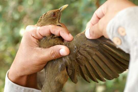 Image of Clay-colored Robin