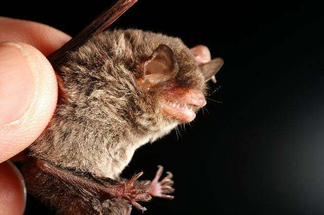 Image of Hairy-legged Myotis