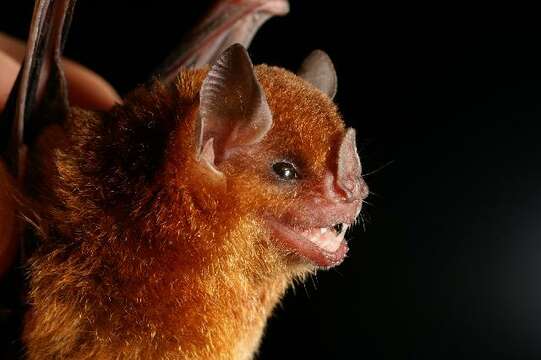 Image of Little Yellow-shouldered Bat