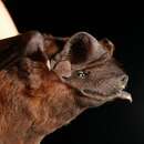 Image of Black Mastiff Bat