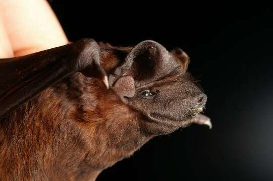 Image of Black Mastiff Bat