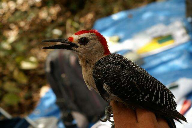 Image of Golden-fronted Woodpecker