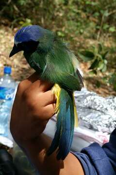 Image of Green Jay