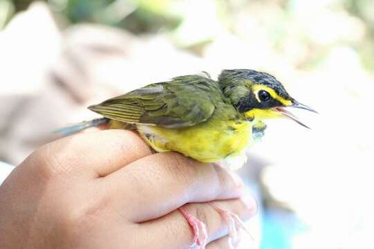 Image of Kentucky Warbler