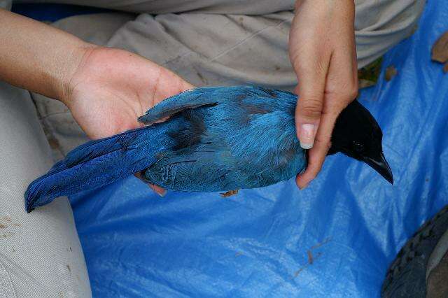 Image of Yucatan Jay