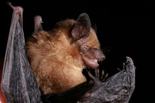 Image of Yucatan Yellow Bat