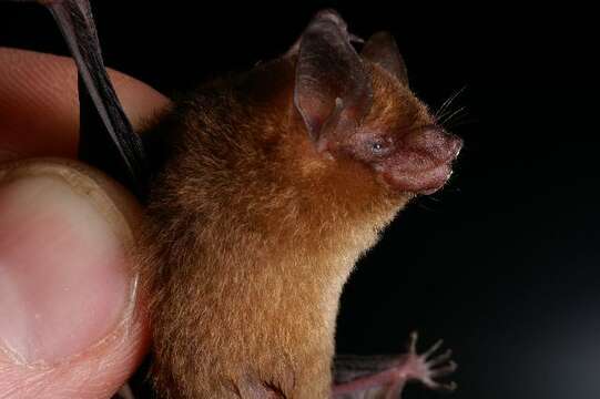 Image de Yucatan Yellow Bat