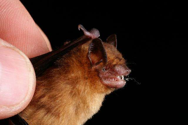 Image de Yucatan Yellow Bat