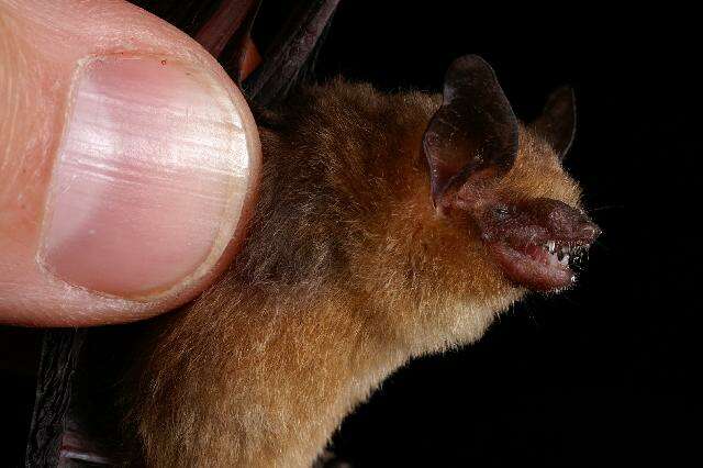 Image of Yucatan Yellow Bat