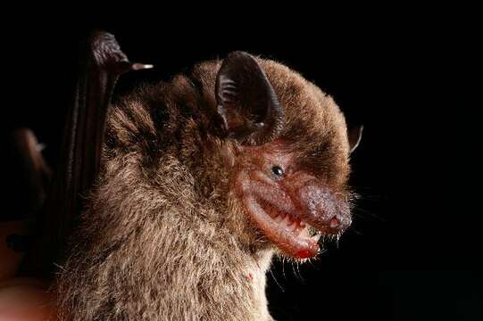 Image of Argentine Brown Bat