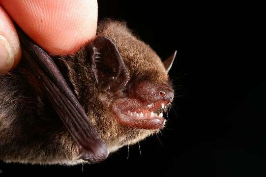 Image of Argentine Brown Bat