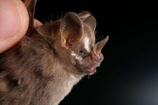 Image of pygmy fruit-eating bat