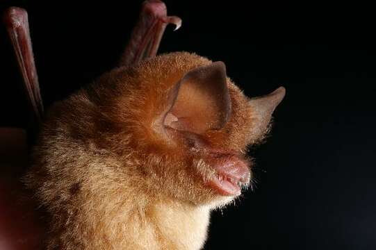 Image of funnel-eared bat