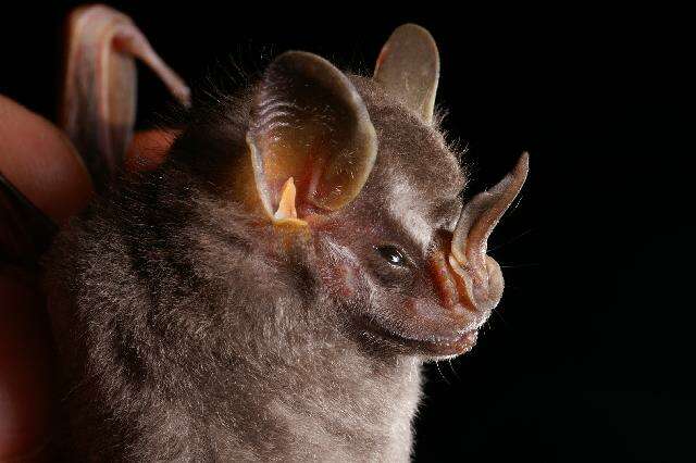 Image of pygmy fruit-eating bat