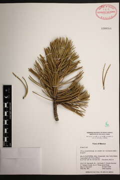Image of Bolander Beach Pine