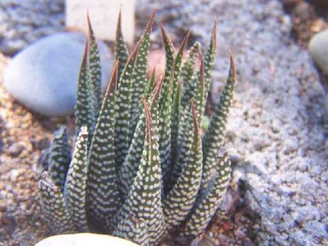 Image of Haworthia minor (Aiton) Duval