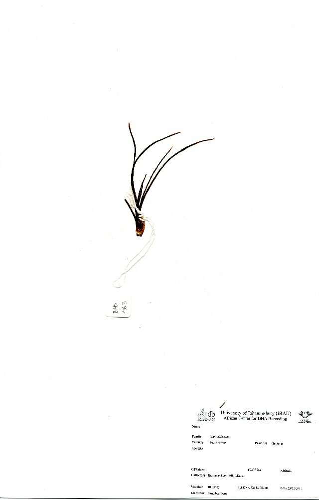 Image of Aloe saundersiae (Reynolds) Reynolds