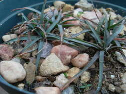 Image of Aloe albida (Stapf) Reynolds