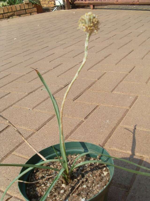 Plancia ëd Aloe modesta Reynolds