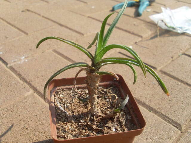 Image of Aloe thompsoniae Groenew.