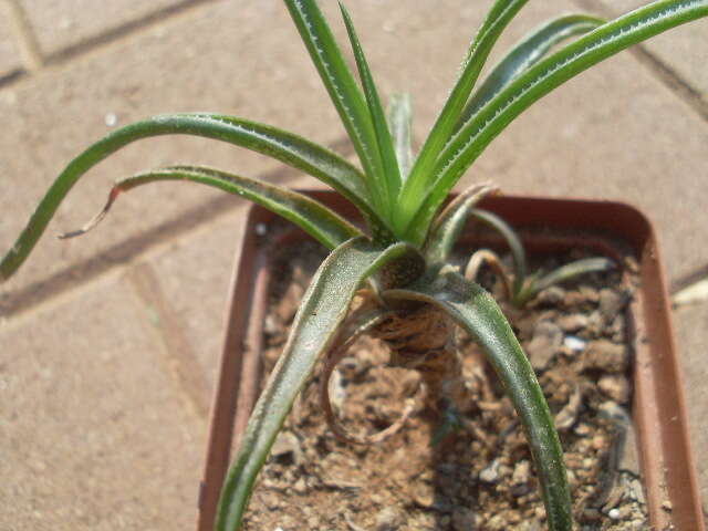 Aloe thompsoniae Groenew. resmi