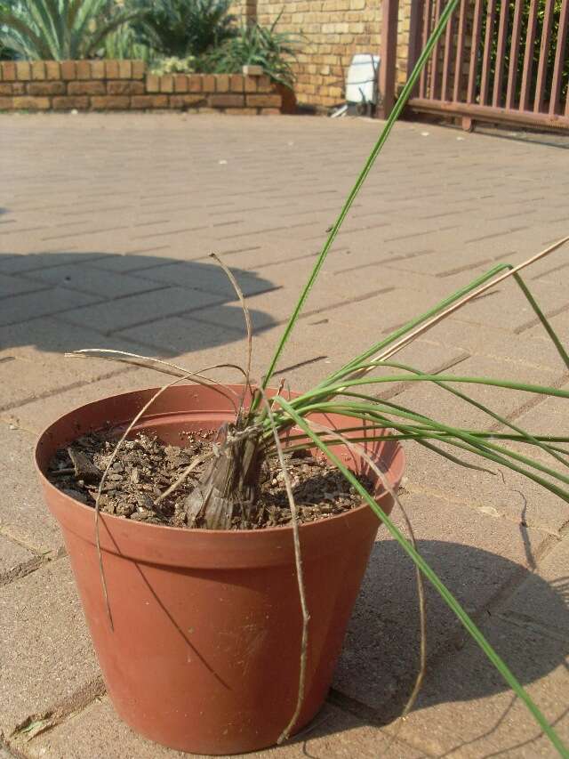 Aloe kniphofioides Baker resmi