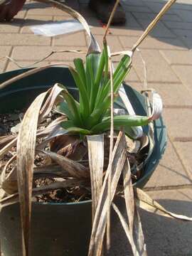 Image of Aloe integra Reynolds