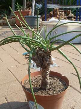 Image of Aloe craibii Gideon F. Sm.