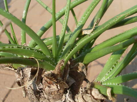 Image of Aloe craibii Gideon F. Sm.