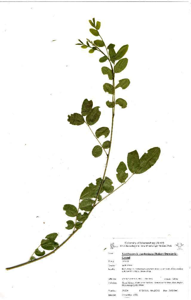 Image of Xanthocercis