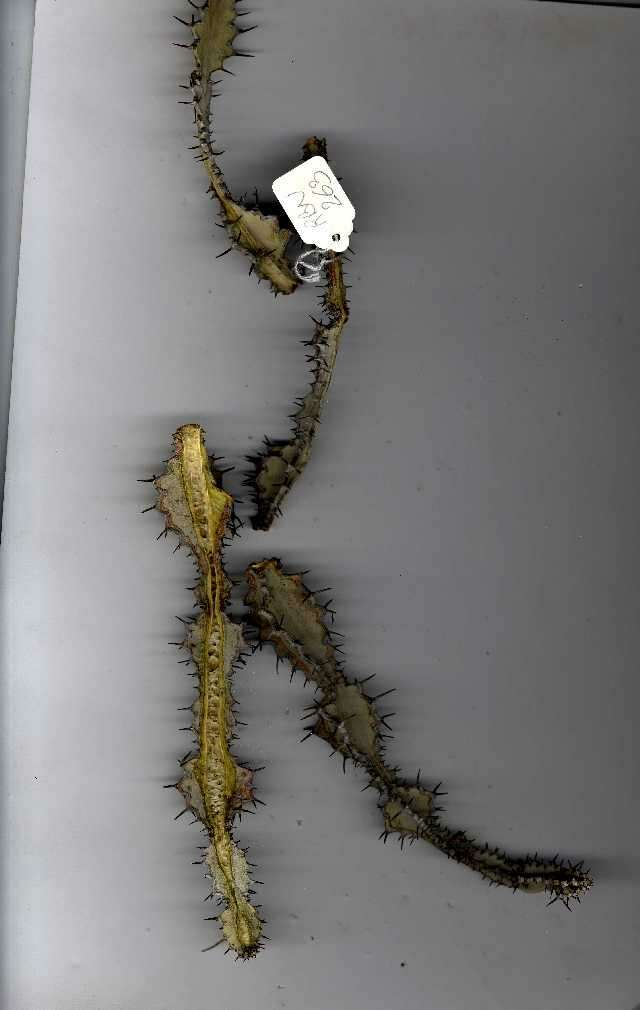 Image of Euphorbia rowlandii R. A. Dyer