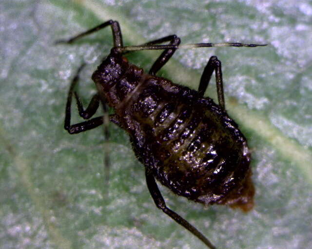 Image of Symydobius (Symydobius) americanus Baker & A. C. 1918