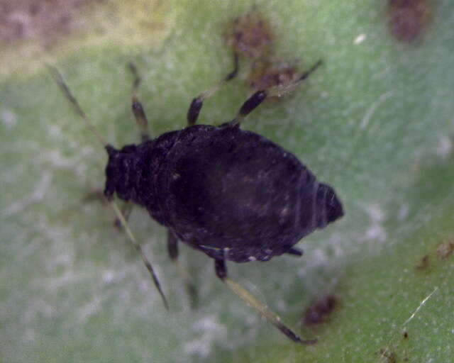 Image of Aphis (Aphis) astragalina Hille Ris Lambers 1974