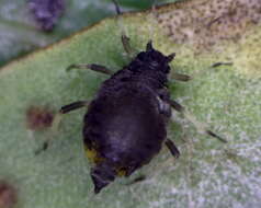 Image of Aphis (Aphis) astragalina Hille Ris Lambers 1974