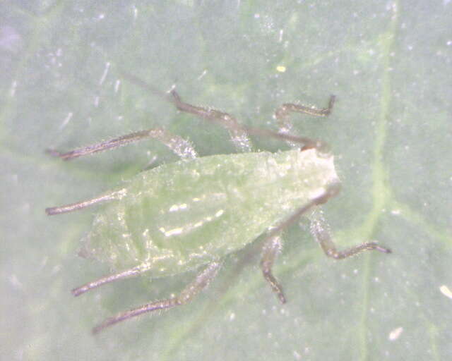 Imagem de Macrosiphum (Macrosiphum) euphorbiae (Thomas & C. 1878)