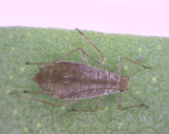 Image of Potato Aphid