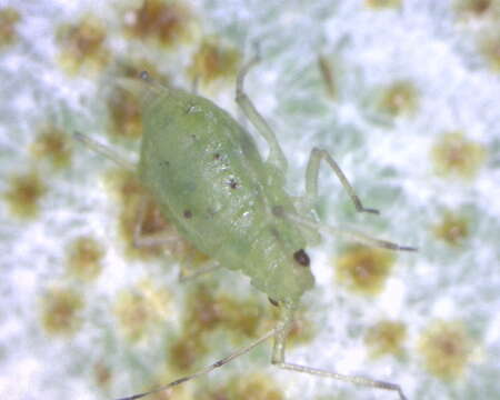 Image of Aphid