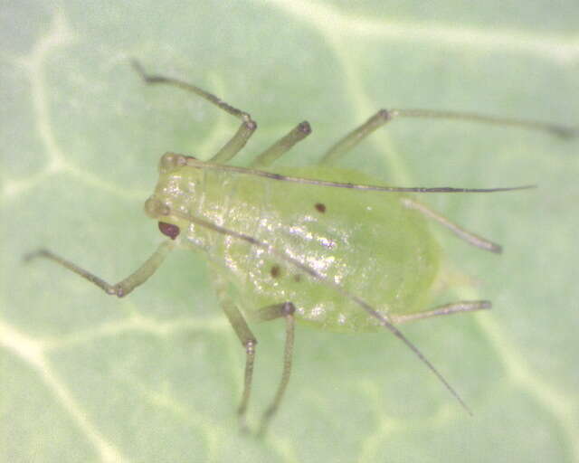 Image of Aphid