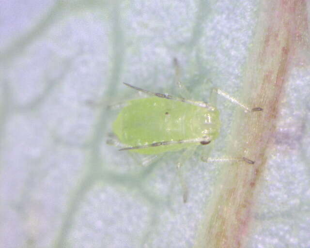 Image of Aphid