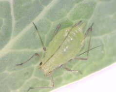 Image of Aphid