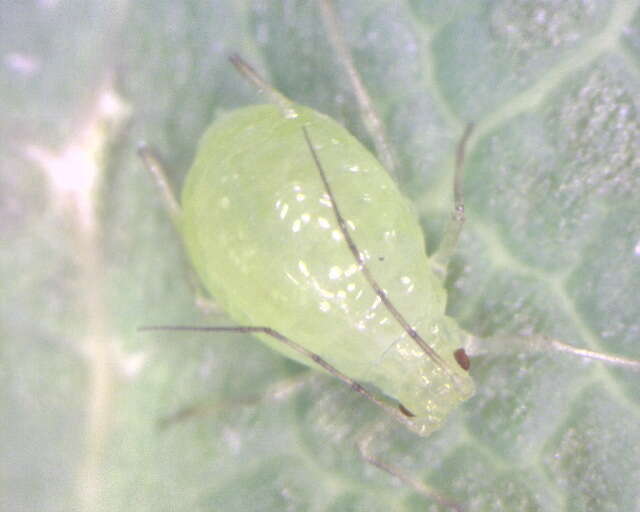 Image of Aphid